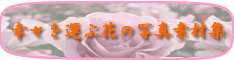 �K�����^�ԉԂ̎ʐ^�f�ޏW