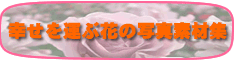 �K�����^�ԉԂ̎ʐ^�f�ޏW