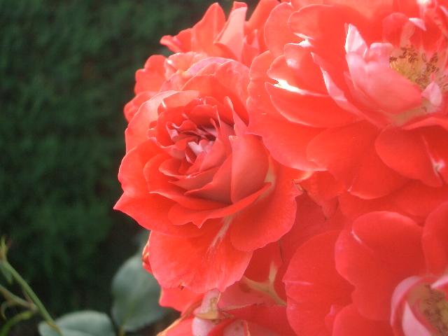 薔薇 画像 花 写真 素材 薔薇 画像 花 写真 素材
