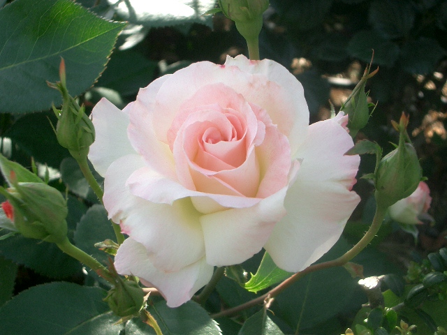 薔薇 画像 素材 ピンク色のフロリバンダローズ