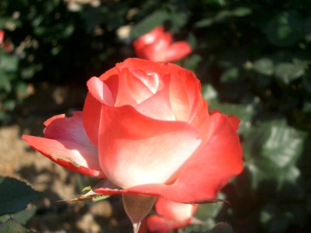 薔薇 画像 花 写真 素材 薔薇 画像 花 写真 素材