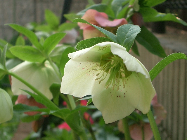 クリスマスローズの花 写真素材
