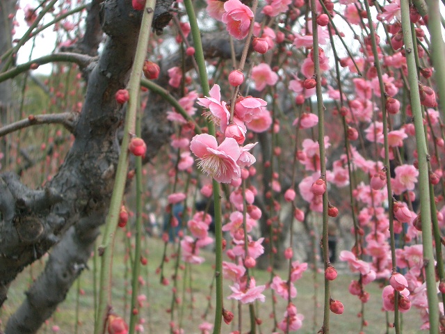 写真素材 梅 ウメ の花 ピンク色